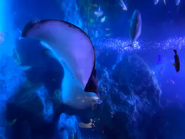 すみだ水族館に投稿された画像（2020/8/23）