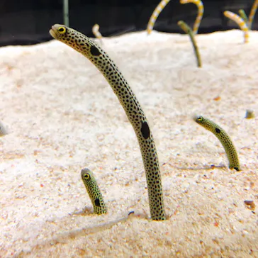 すみだ水族館に投稿された画像（2020/8/23）