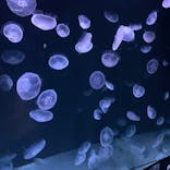 サンシャイン水族館に投稿された画像（2020/8/23）