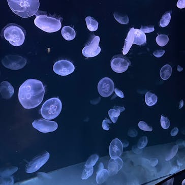 サンシャイン水族館に投稿された画像（2020/8/23）