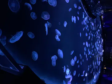 すみだ水族館に投稿された画像（2020/8/23）