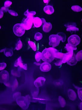 島根県立 しまね海洋館に投稿された画像（2020/8/23）