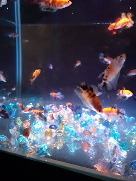 島根県立 しまね海洋館に投稿された画像（2020/8/23）