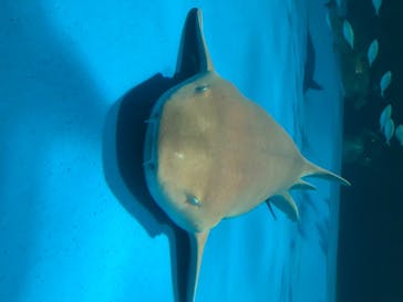 島根県立 しまね海洋館に投稿された画像（2020/8/23）