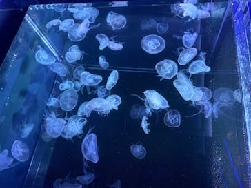 京都水族館に投稿された画像（2020/8/23）