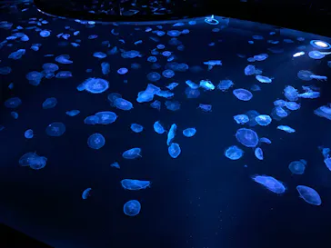 すみだ水族館に投稿された画像（2020/8/23）