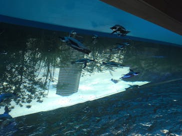 サンシャイン水族館に投稿された画像（2020/8/23）