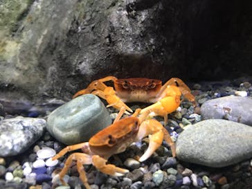 サンシャイン水族館に投稿された画像（2020/8/23）