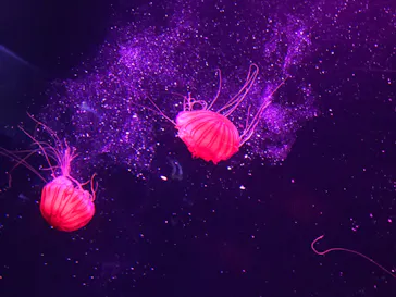 すみだ水族館に投稿された画像（2020/8/23）