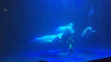 島根県立 しまね海洋館に投稿された画像（2020/8/23）