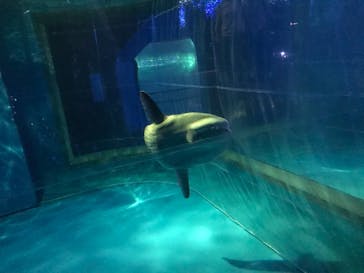 アクアワールド茨城県大洗水族館に投稿された画像（2020/8/23）