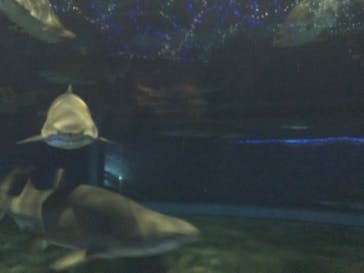 アクアワールド茨城県大洗水族館に投稿された画像（2020/8/23）