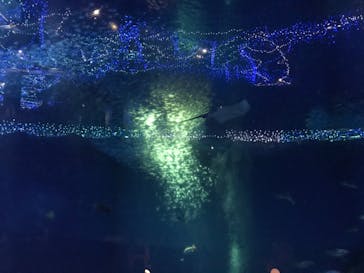 アクアワールド茨城県大洗水族館に投稿された画像（2020/8/23）