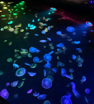 すみだ水族館に投稿された画像（2020/8/23）