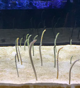 すみだ水族館に投稿された画像（2020/8/23）