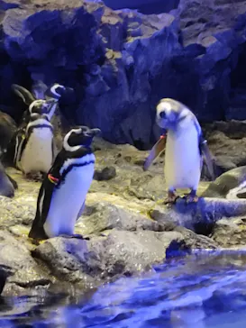 すみだ水族館に投稿された画像（2020/8/23）