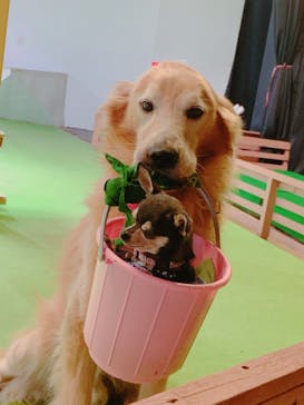 IPCわんわん動物園に投稿された画像（2020/8/23）