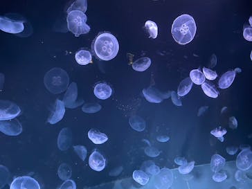 サンシャイン水族館に投稿された画像（2020/8/23）