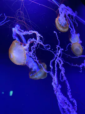 すみだ水族館に投稿された画像（2020/8/24）