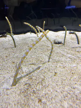 すみだ水族館に投稿された画像（2020/8/24）