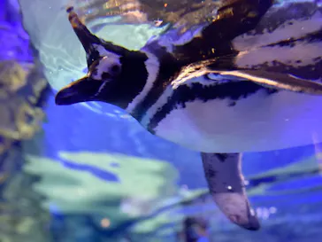 すみだ水族館に投稿された画像（2020/8/24）