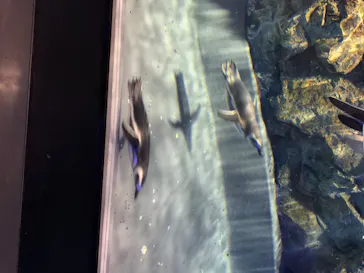 すみだ水族館に投稿された画像（2020/8/24）