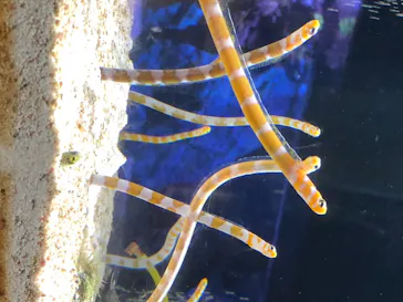 すみだ水族館に投稿された画像（2020/8/24）