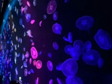 すみだ水族館に投稿された画像（2020/8/24）