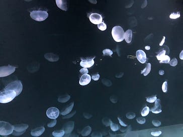 サンシャイン水族館に投稿された画像（2020/8/24）