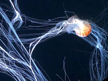 サンシャイン水族館に投稿された画像（2020/8/24）