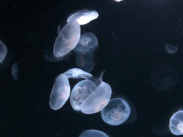 サンシャイン水族館に投稿された画像（2020/8/24）