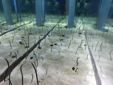 すみだ水族館に投稿された画像（2020/8/24）