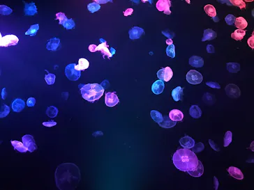 すみだ水族館に投稿された画像（2020/8/24）