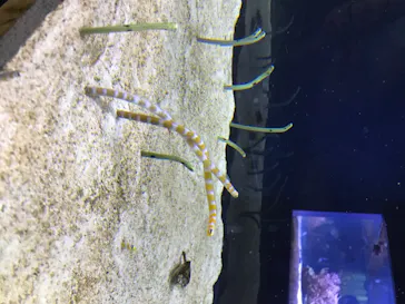 すみだ水族館に投稿された画像（2020/8/24）