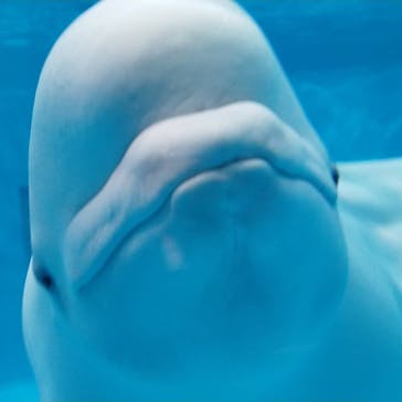 島根県立 しまね海洋館に投稿された画像（2020/8/24）