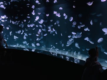 サンシャイン水族館に投稿された画像（2020/8/24）