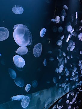 サンシャイン水族館に投稿された画像（2020/8/24）