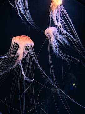 サンシャイン水族館に投稿された画像（2020/8/24）