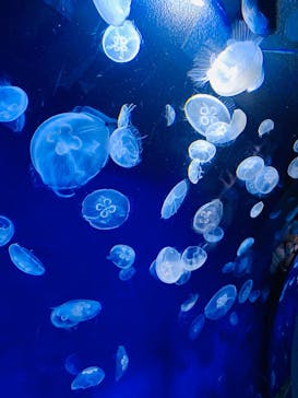 サンシャイン水族館に投稿された画像（2020/8/24）