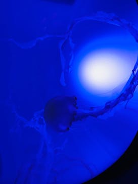 サンシャイン水族館に投稿された画像（2020/8/24）