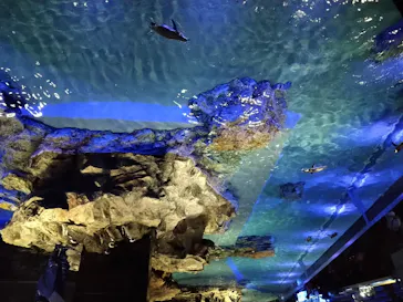 すみだ水族館に投稿された画像（2020/8/24）