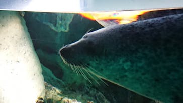 アクアワールド茨城県大洗水族館に投稿された画像（2020/8/24）