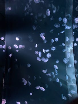 サンシャイン水族館に投稿された画像（2020/8/24）