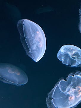 サンシャイン水族館に投稿された画像（2020/8/24）