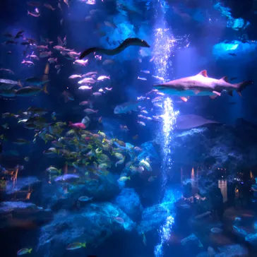 すみだ水族館に投稿された画像（2020/8/24）