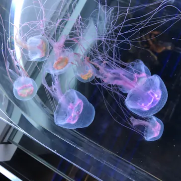 すみだ水族館に投稿された画像（2020/8/24）