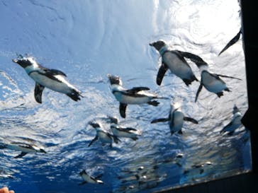 サンシャイン水族館に投稿された画像（2020/8/24）