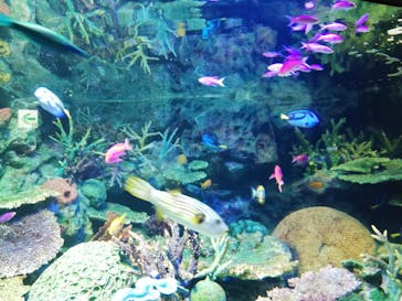 サンシャイン水族館に投稿された画像（2020/8/24）