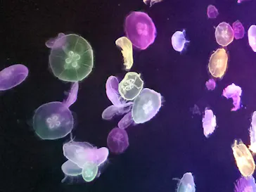 すみだ水族館に投稿された画像（2020/8/24）