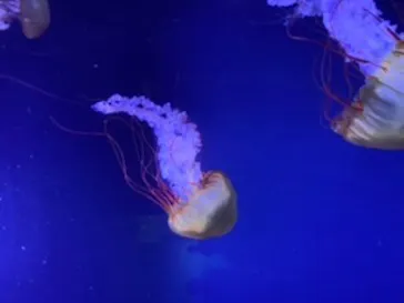 すみだ水族館に投稿された画像（2020/8/24）